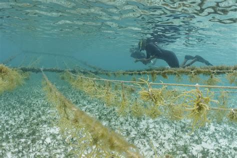 The ancient legends surrounding Oahu's enchanted seaweed